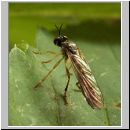 Dioctria linearis - Raubfliege 06.jpg